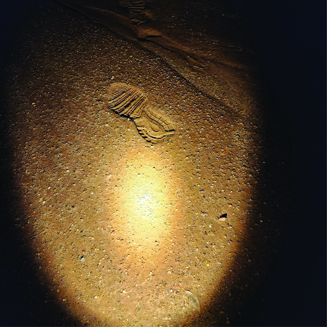 Cut_Sign_Shoe_Print_Square
